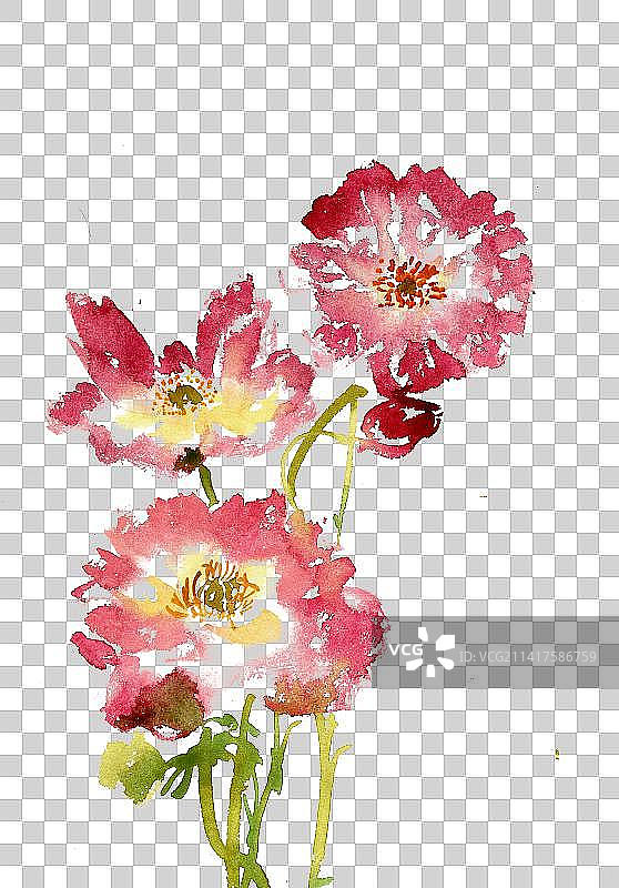 摇曳的虞美人图片素材