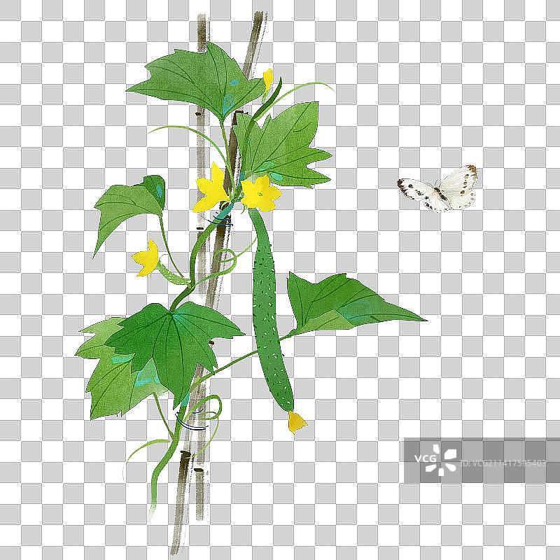 黄瓜藤和蝴蝶图片素材