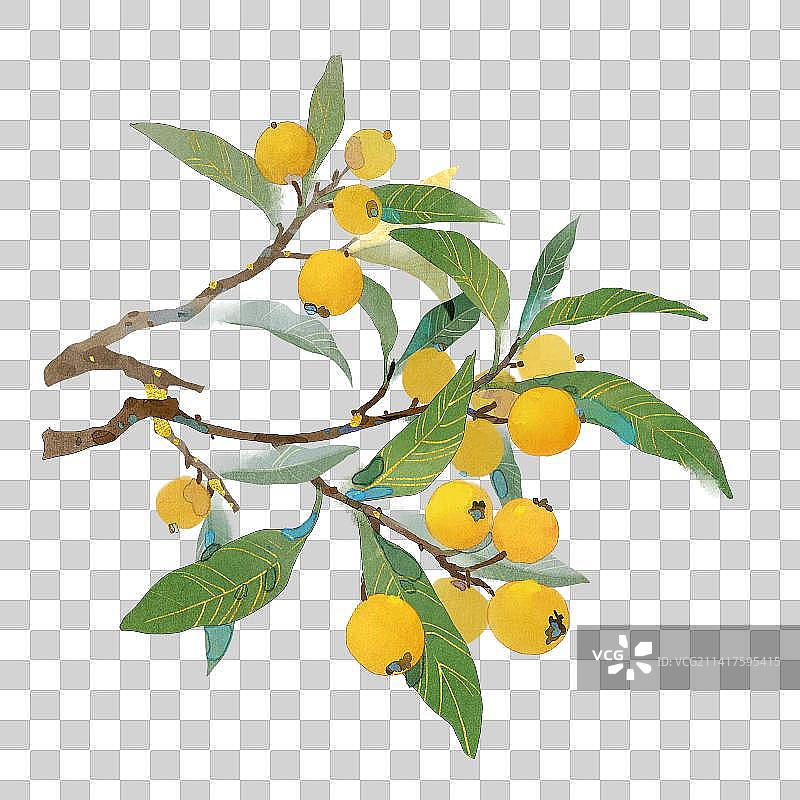 成熟的枇杷树插画图片素材