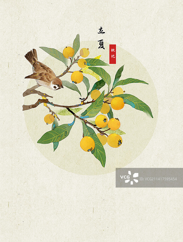 立夏枇杷插画图片素材