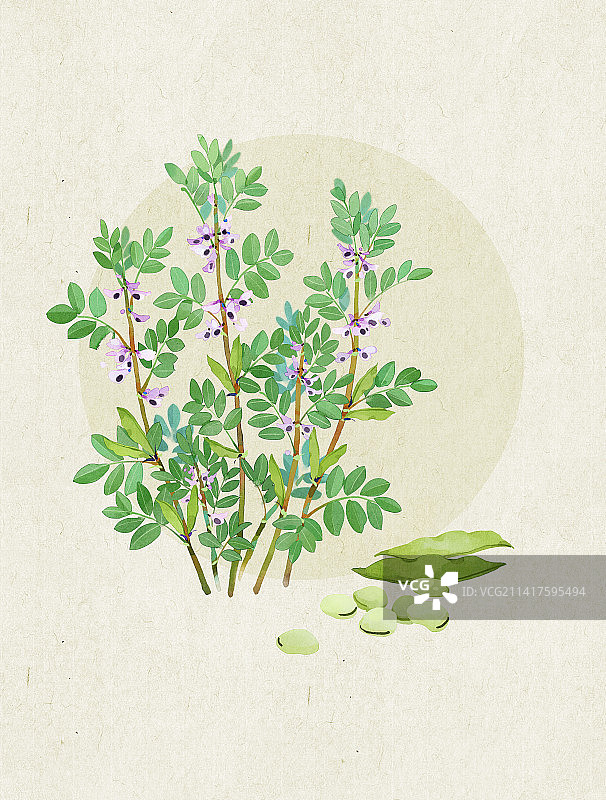 蚕豆插画图片素材
