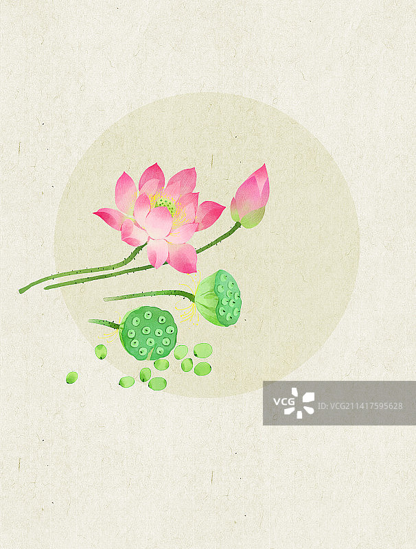 荷花插画图片素材
