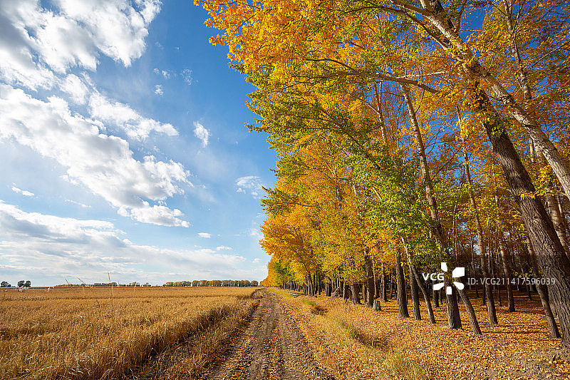 秋天水稻田和杨树林间的小路图片素材