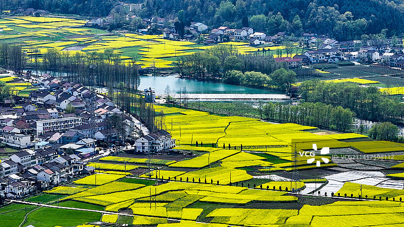 油菜花海图片素材