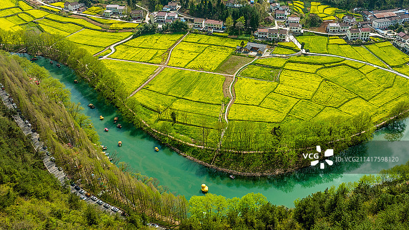 油菜花海图片素材