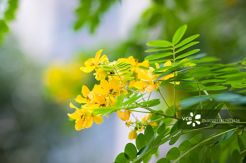 黄槐决明开出黄色的花朵图片素材