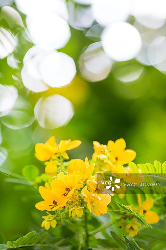 黄槐决明开出黄色的花朵图片素材