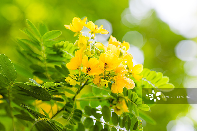 黄槐决明开出黄色的花朵图片素材