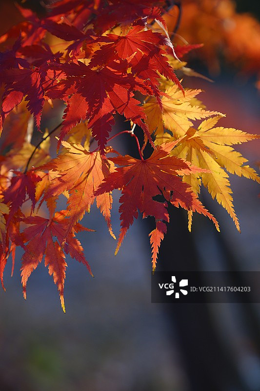 《鸡爪槭-枫叶》图片素材