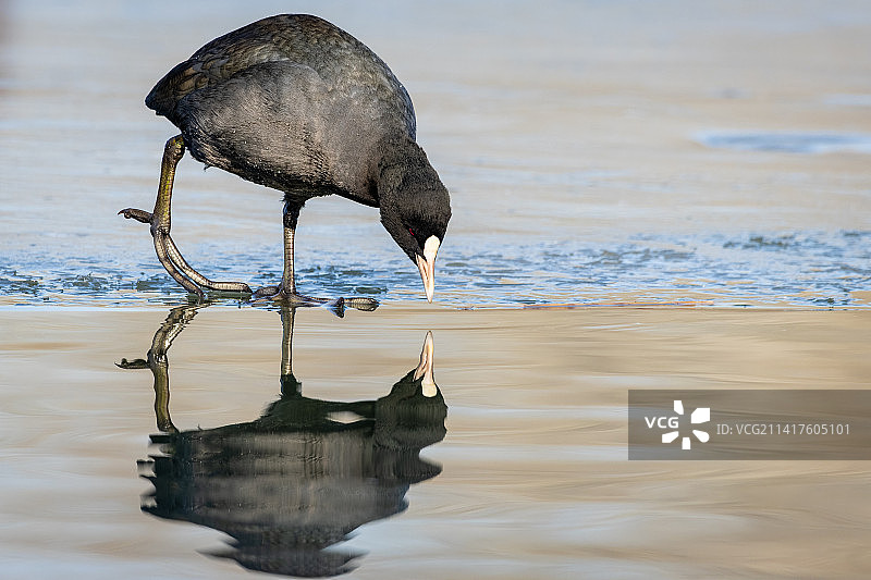北京奥森公园冰面上的骨顶鸡图片素材