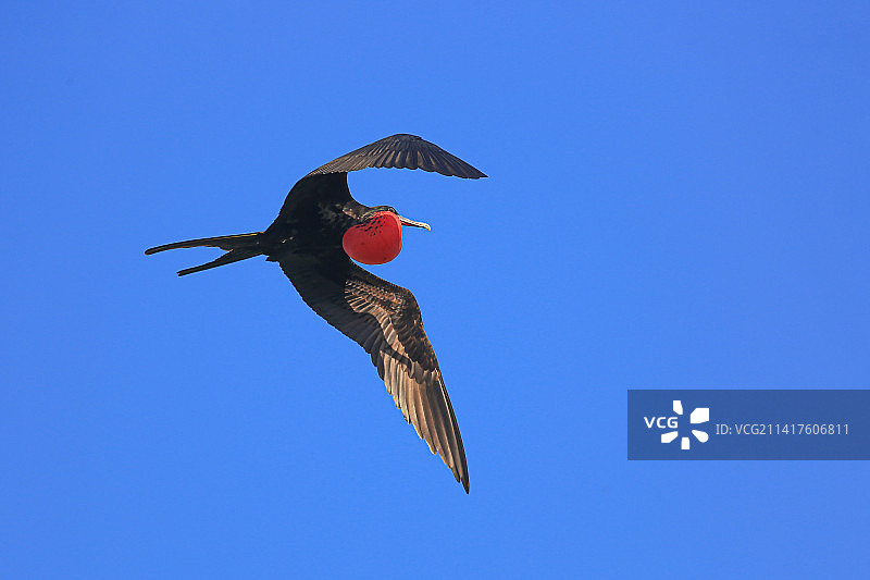 军舰鸟图片素材