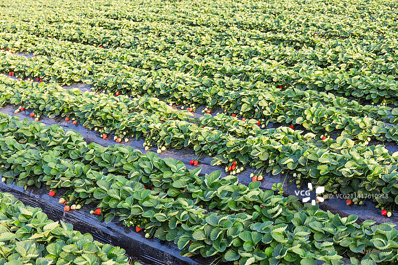 草莓园里长满成熟的草莓图片素材