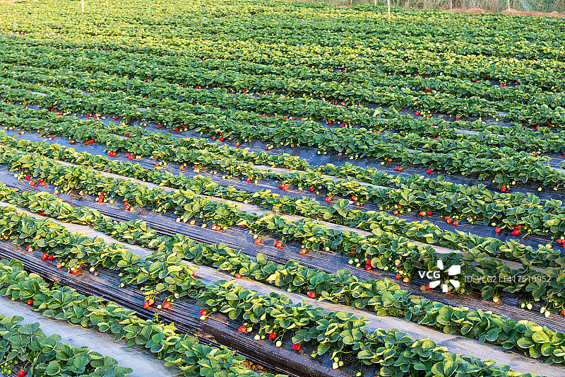 草莓园里长满成熟的草莓图片素材