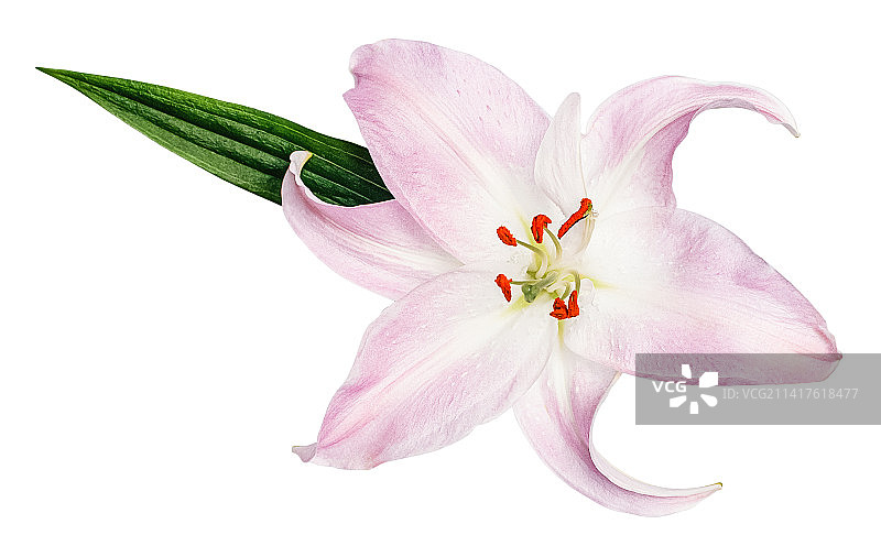 白色背景上带有绿叶的粉色百合花图片素材