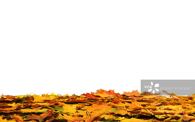 晴空下的黄色树叶特写图片素材