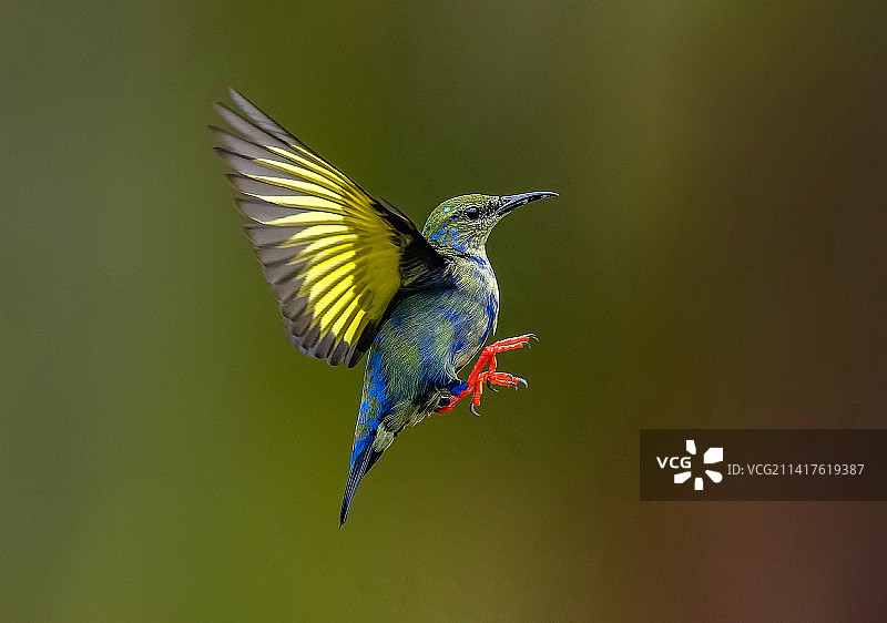 太阳鸟栖息在植物上的特写图片素材