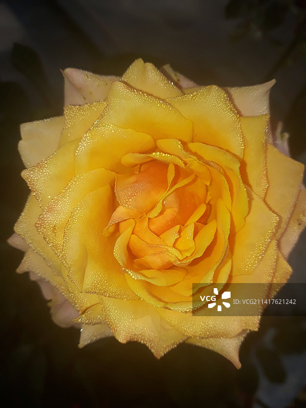 印度尼西亚马格朗的黄色玫瑰特写图片素材