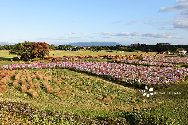 日本福冈最独特的宇宙田之一，色彩缤纷的粉红色和红色花朵，福冈，日本图片素材