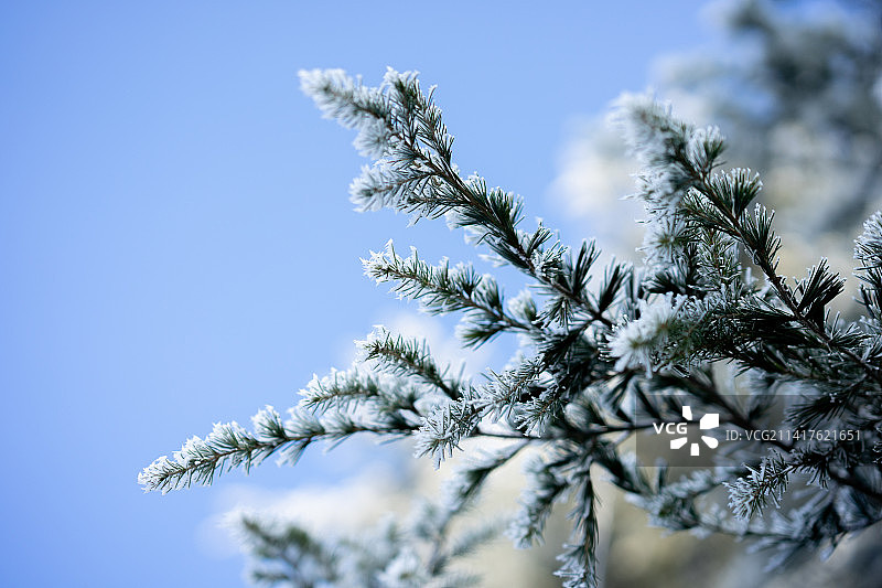 一月清晨的冰封景观（意大利都灵）图片素材