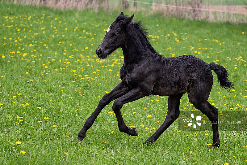 黑色小马驹在草地上奔驰（弗里斯兰和安达卢西亚马的混血，捷克共和国）图片素材