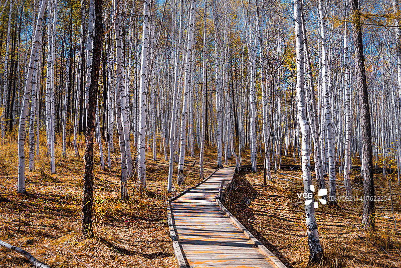 白桦林图片素材