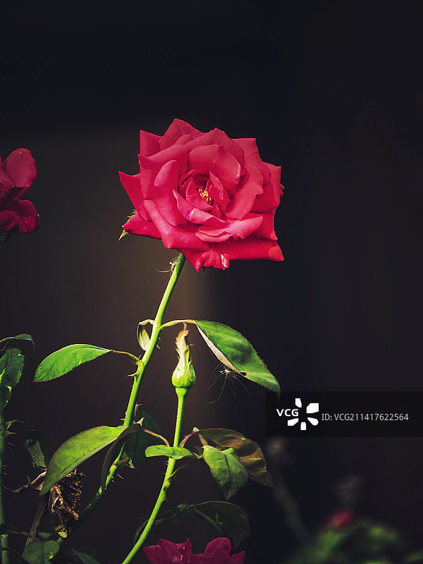 尼泊尔蓝毗尼Sanskritik的鲜花、天空、动物、日落和日出美景图片素材