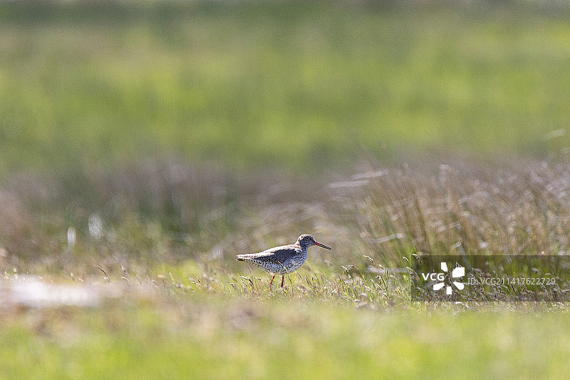 鹬站在草地上的侧视图，瑞典图片素材