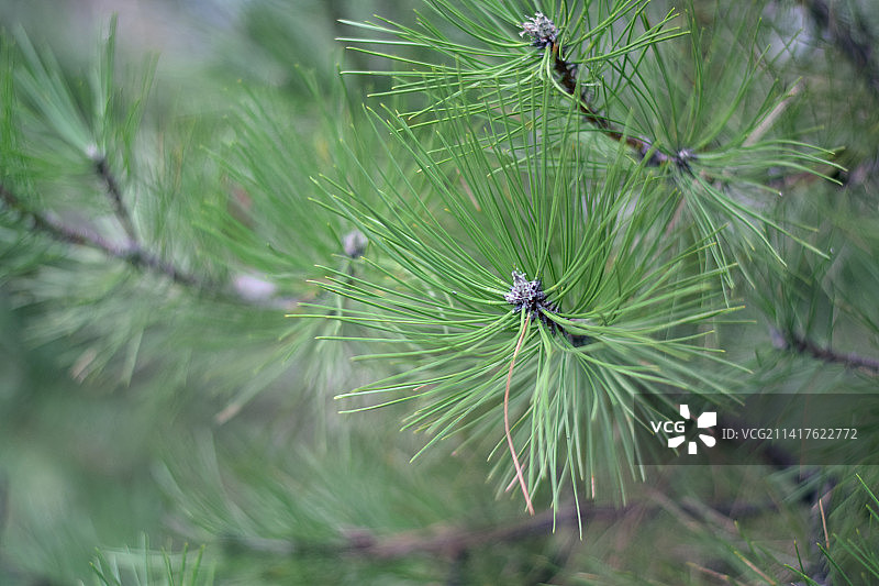 希腊哈尔基季基的松树特写图片素材