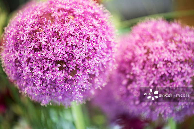 粉色植物特写，美国图片素材