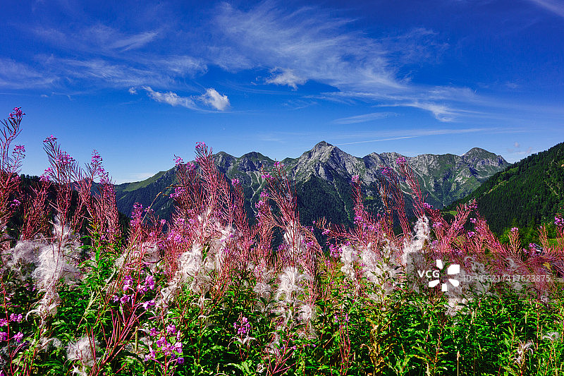 美国花卉植物与山脉风景图片素材