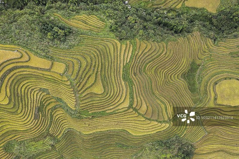 美国稻田高角度视图图片素材