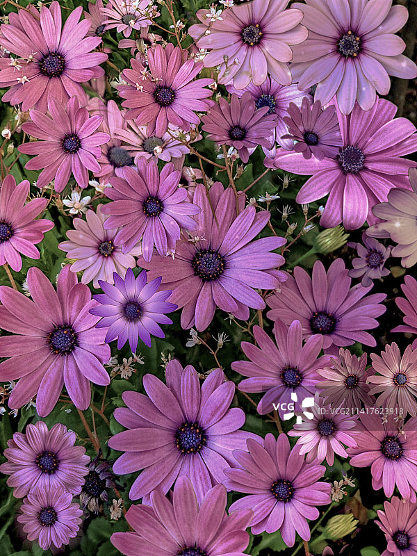 紫色开花植物的俯视角度照片图片素材