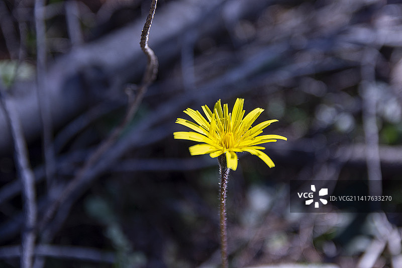 希腊奥罗波斯田野上黄色开花植物特写图片素材