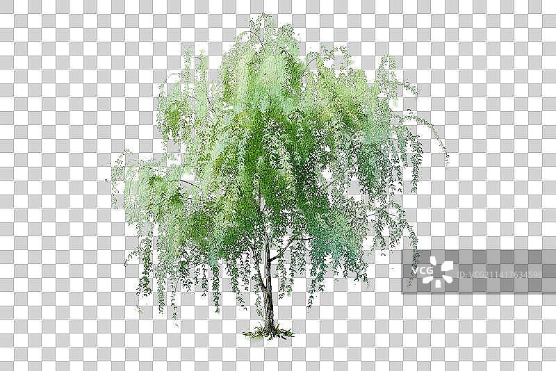 柳树-水彩水墨插画元素图片素材