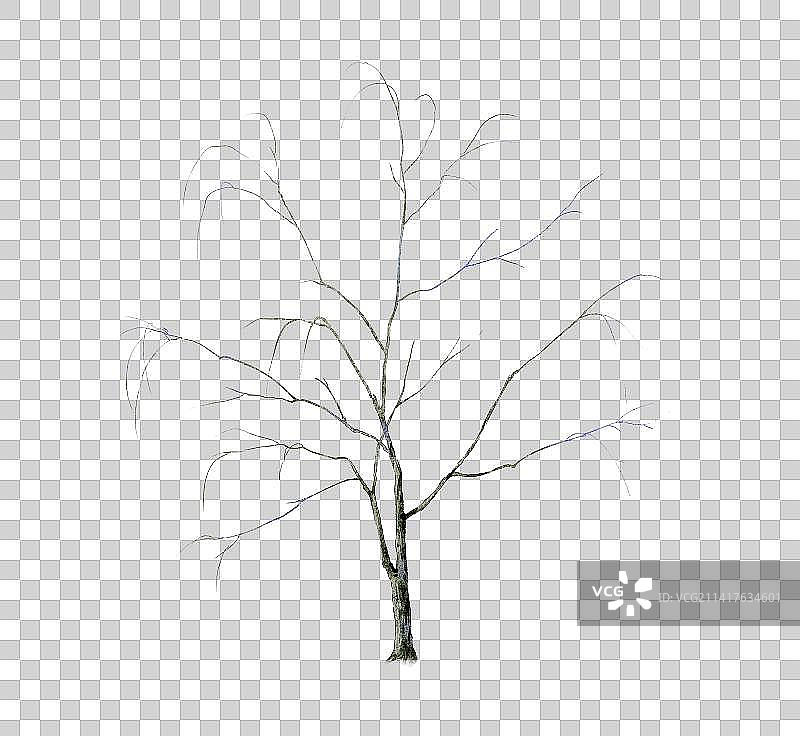 枯树干-水彩水墨插画元素图片素材