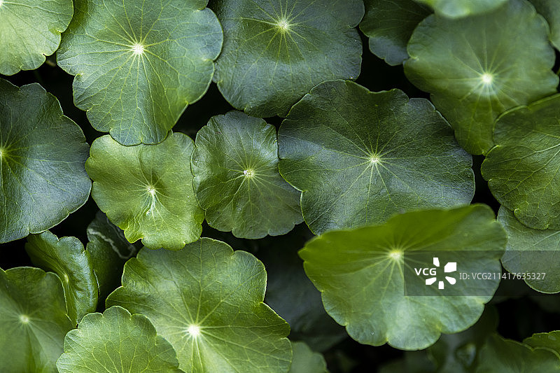 罗马尼亚的植物特写图片素材