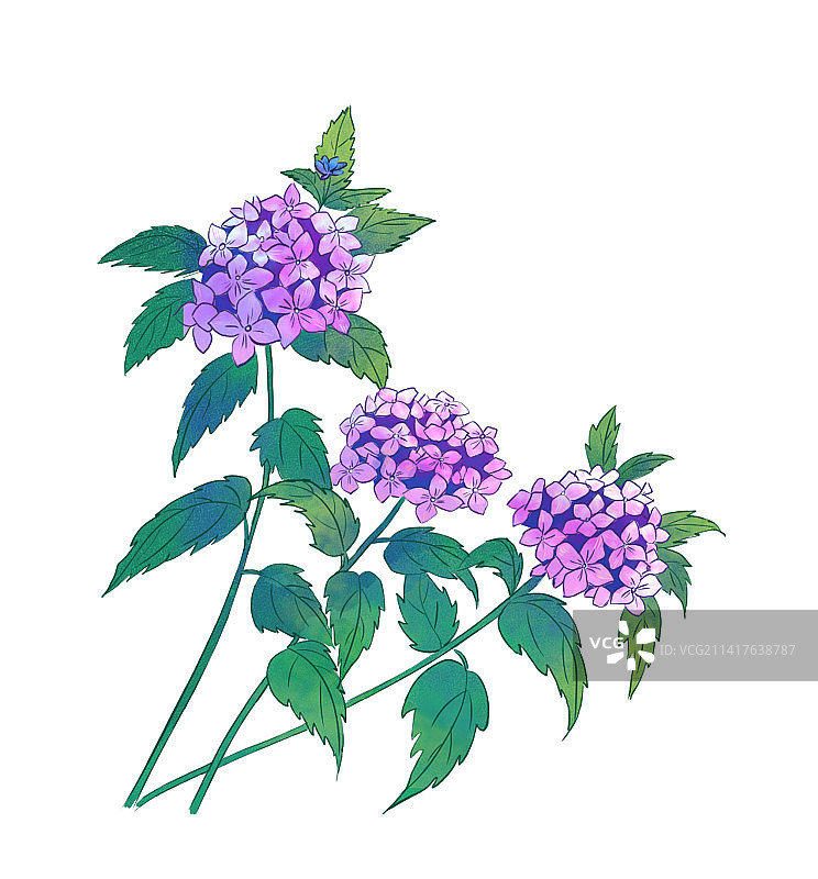 绣球  花卉  唯美 手绘 水墨风 古风图片素材