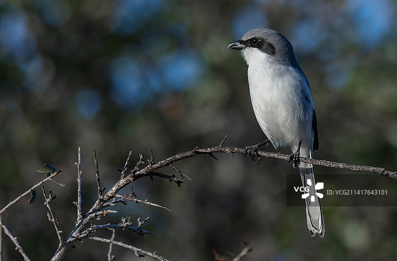美国阿米莉亚·埃尔哈特公园的松鸦图片素材