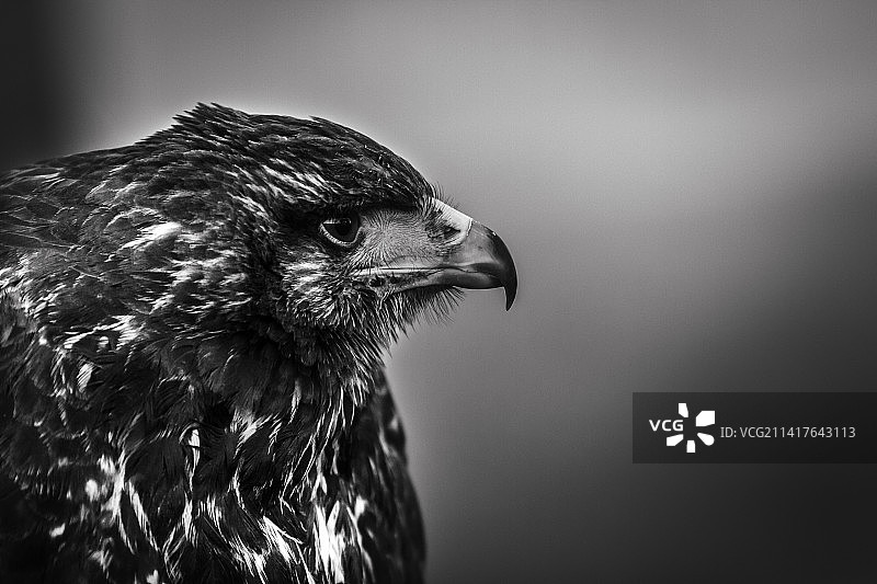 秃鹰特写图片素材