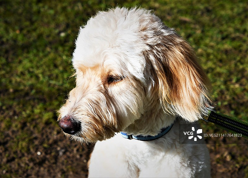 田野上的拉布拉多犬特写，美国图片素材