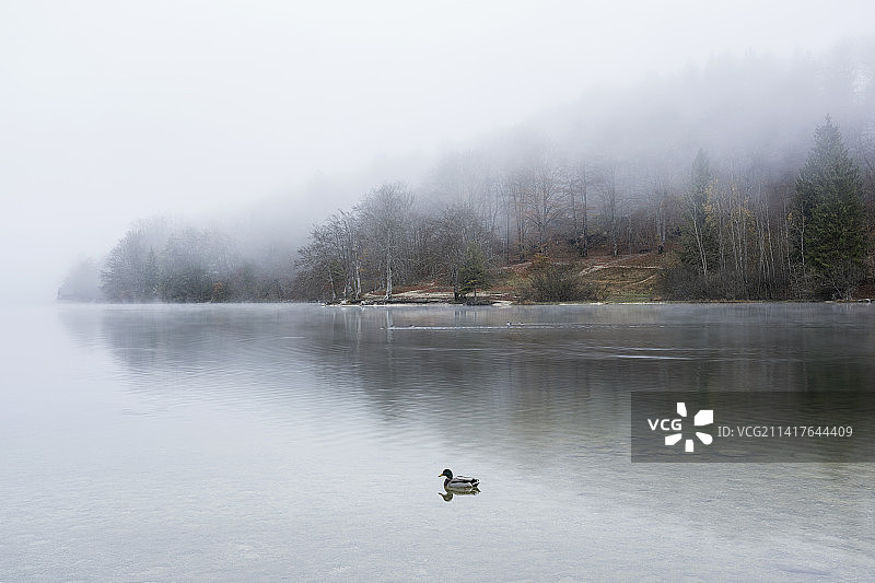 斯洛文尼亚博希尼湖冬季风光图片素材