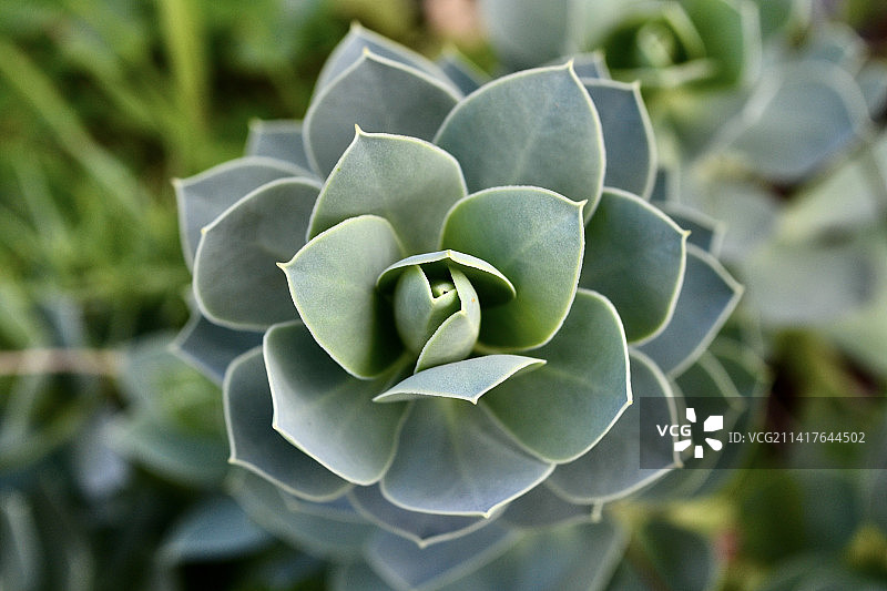 多肉植物特写，俄罗斯图片素材