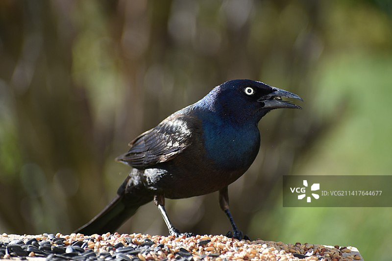 加拿大喂食器旁的铜色拟八哥图片素材