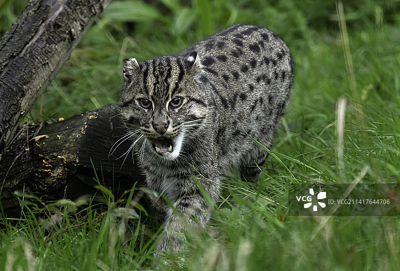 英国阿什福德斯马登田野上的猫图片素材