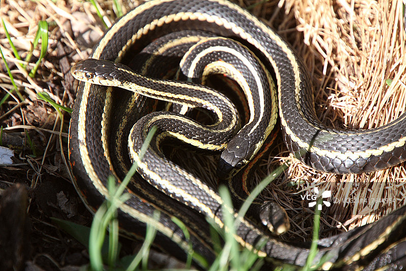高角度拍摄的束带蛇图片素材