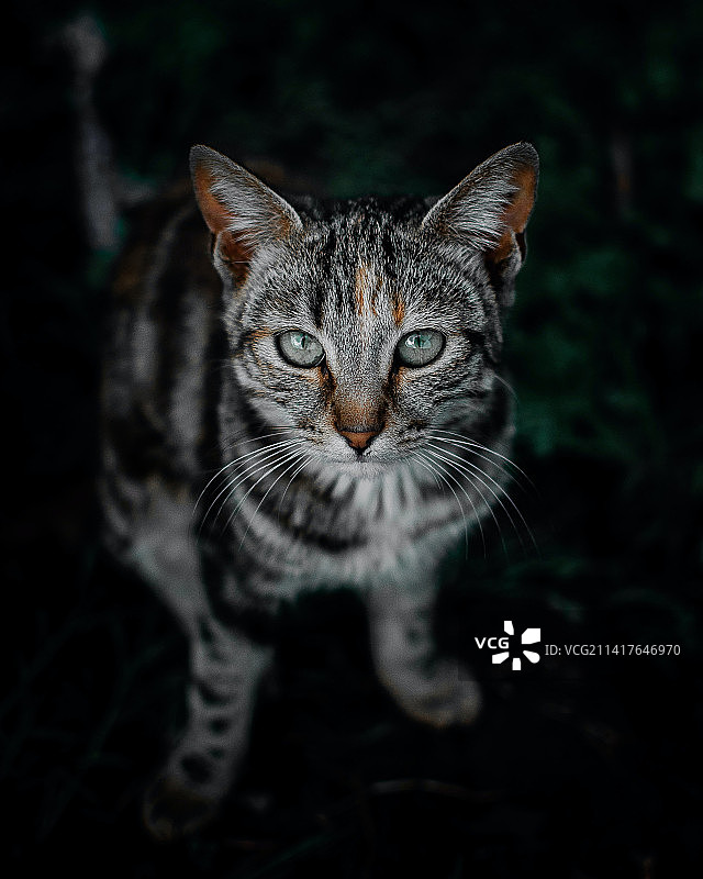 虎斑猫特写，美国图片素材