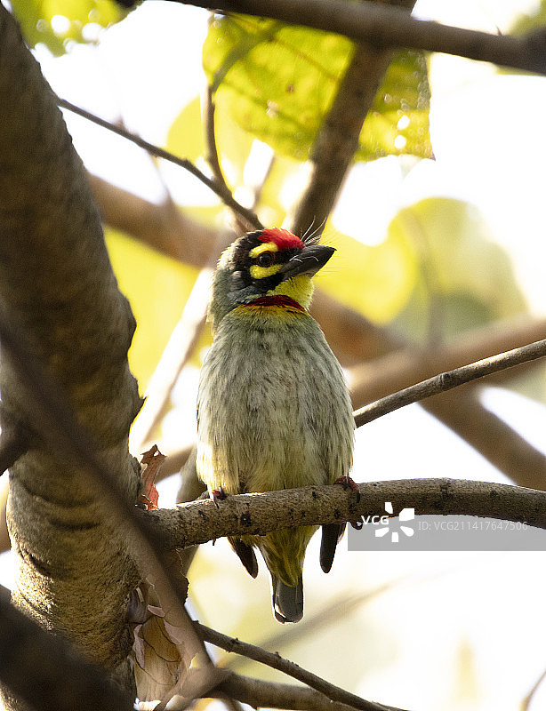 栖息在树枝上的歌唱热带鹎特写图片素材