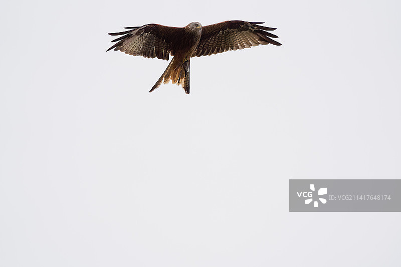 仰视角度拍摄的红风筝在晴朗的天空下飞行，英国斯蒂夫尼奇图片素材