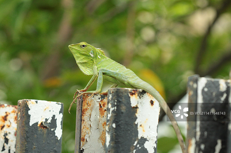 印度尼西亚巴梅卡桑木头上蜥蜴特写图片素材