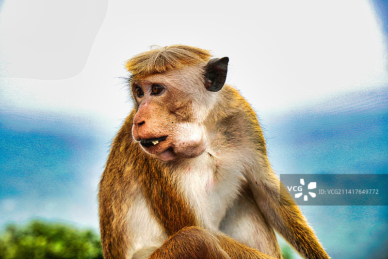 斯里兰卡，以天空为背景，坐着的猕猴特写图片素材